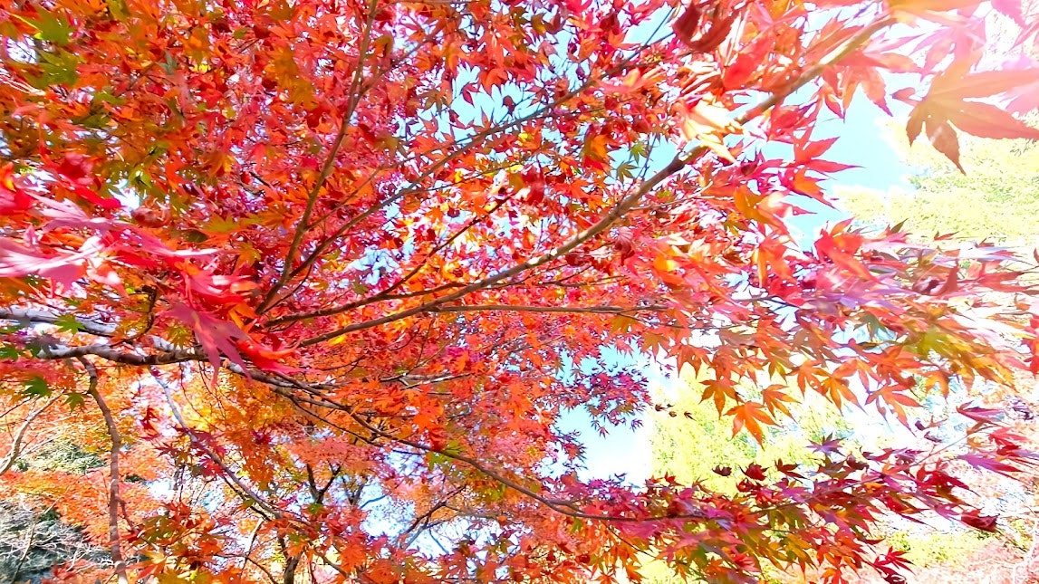 鮮やかな紅葉の枝が広がる秋の景色