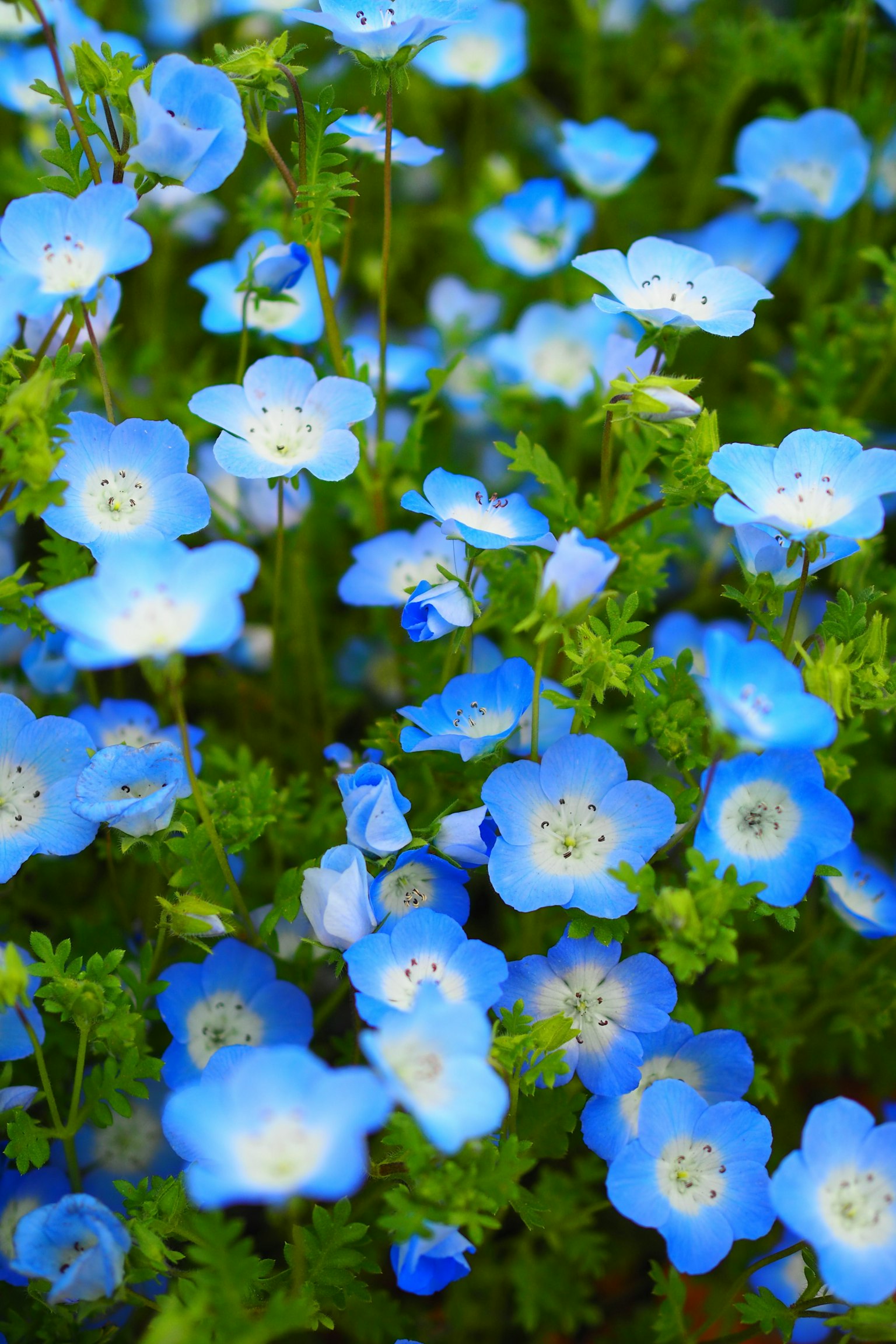 A vibrant field of blue flowers in full bloom