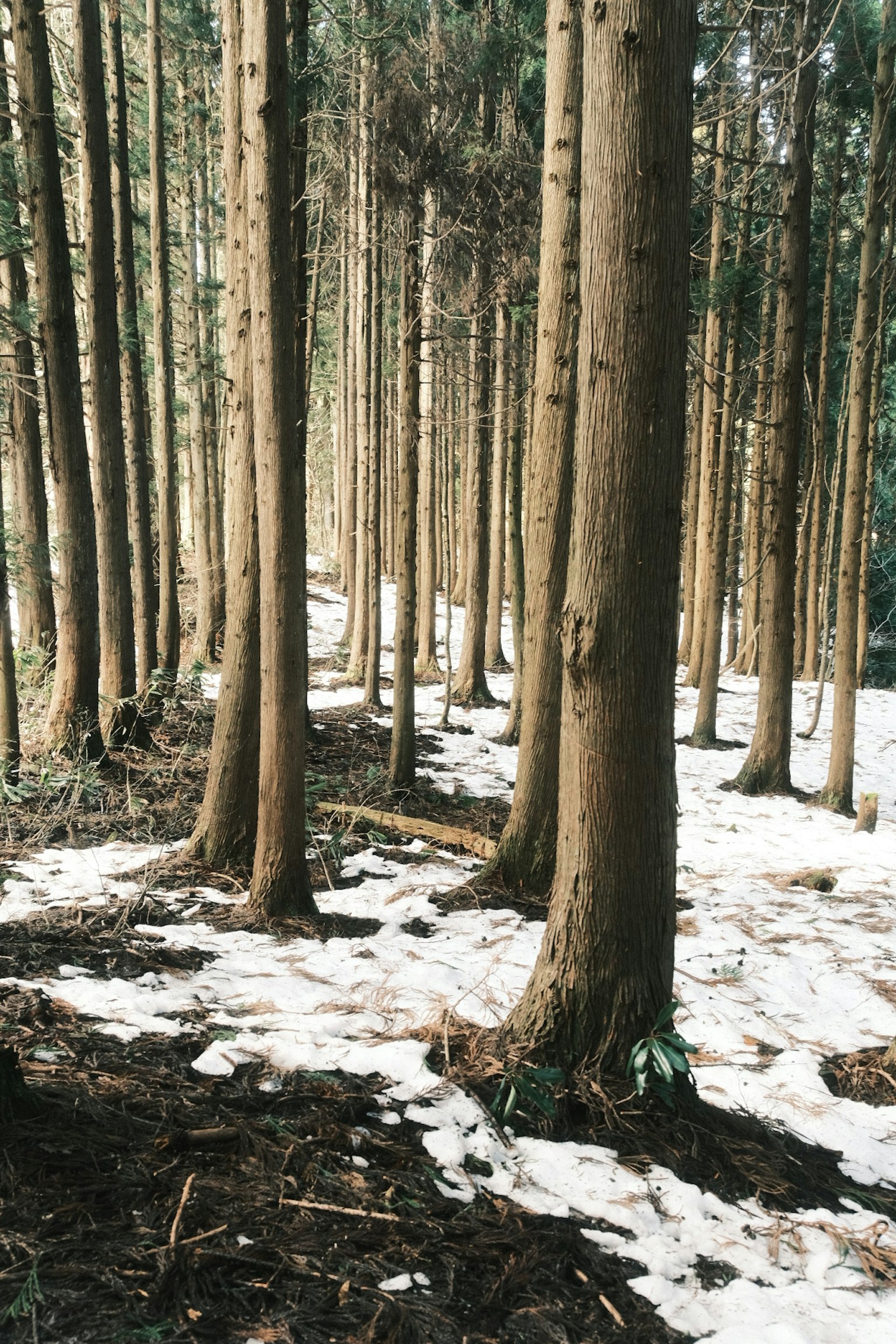 Grands arbres dans une forêt avec de la neige restante au sol