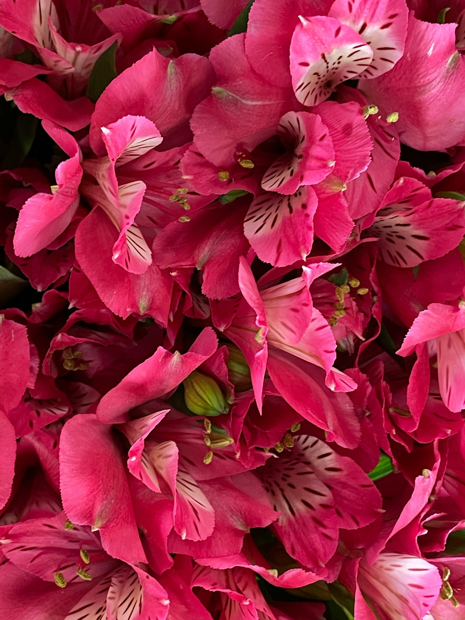 Gros plan de fleurs roses vibrantes avec des pétales qui se chevauchent
