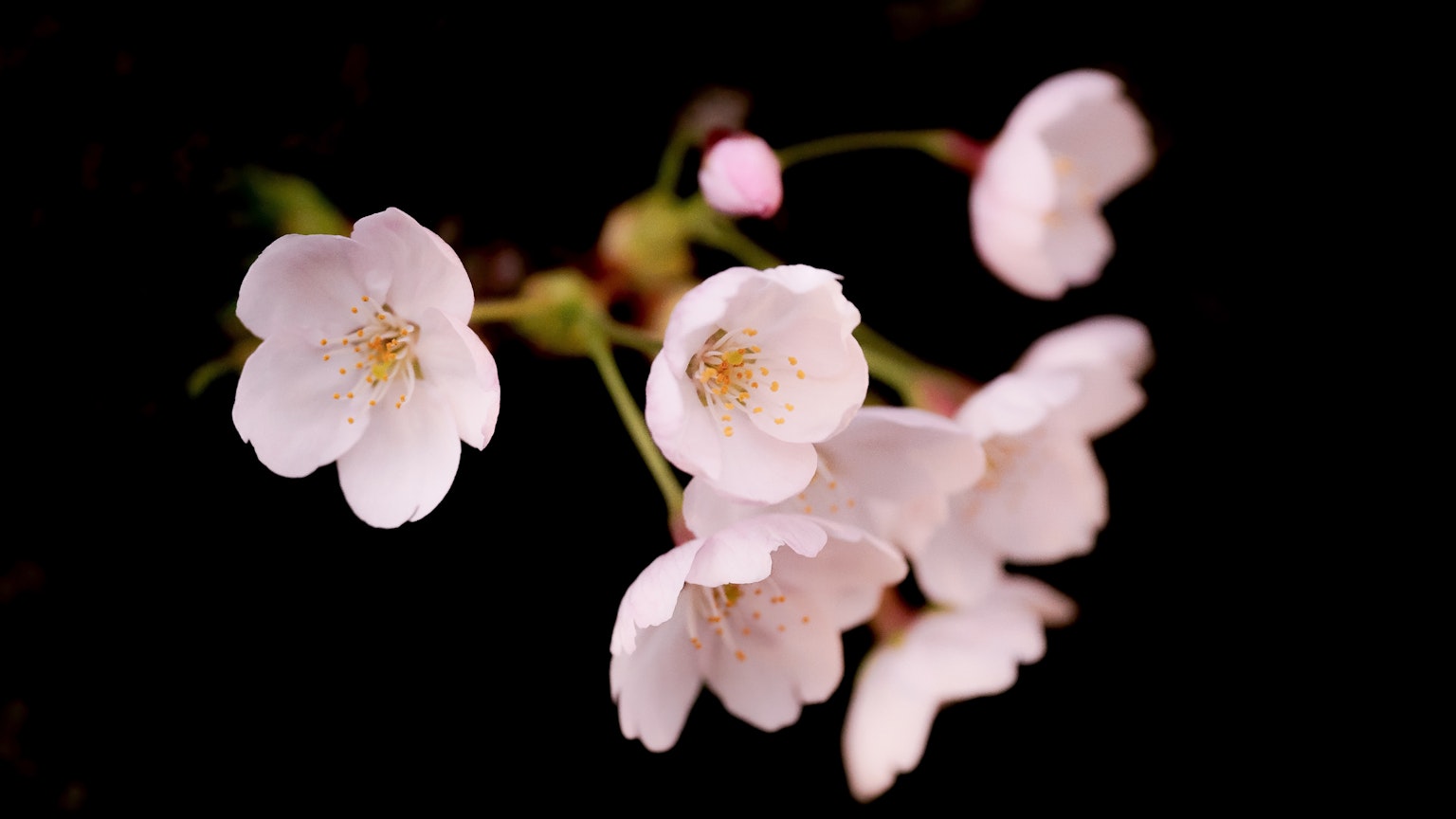 Schöne rosa Kirschblüten vor schwarzem Hintergrund