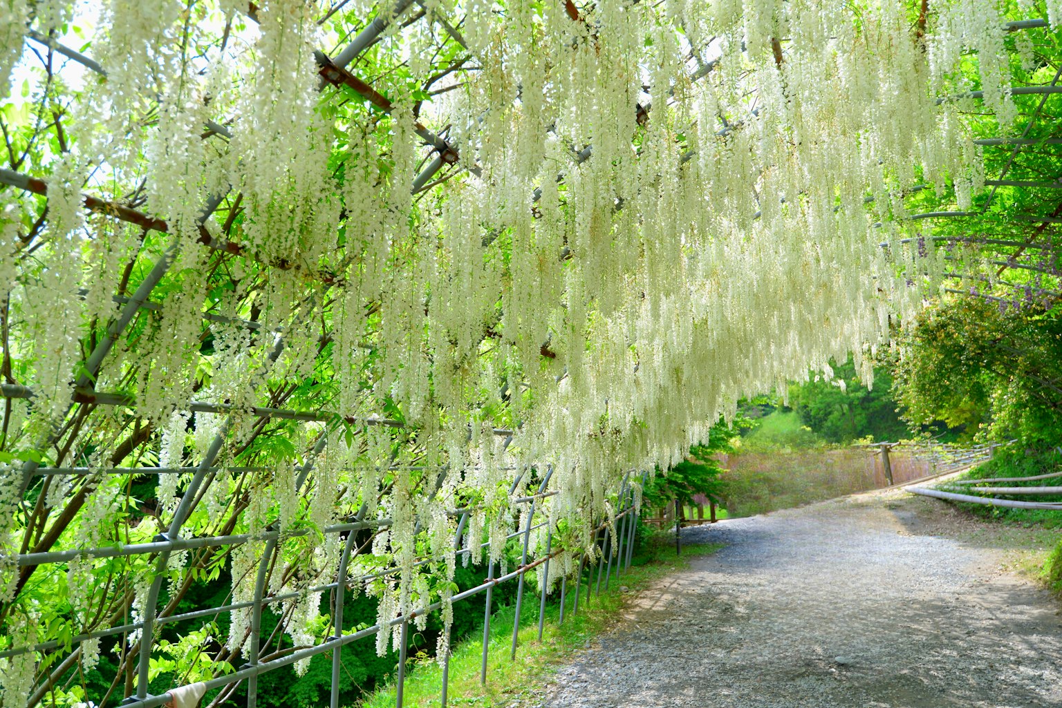 Beau tunnel de fleurs de glycine blanches suspendues sous des arbres verts