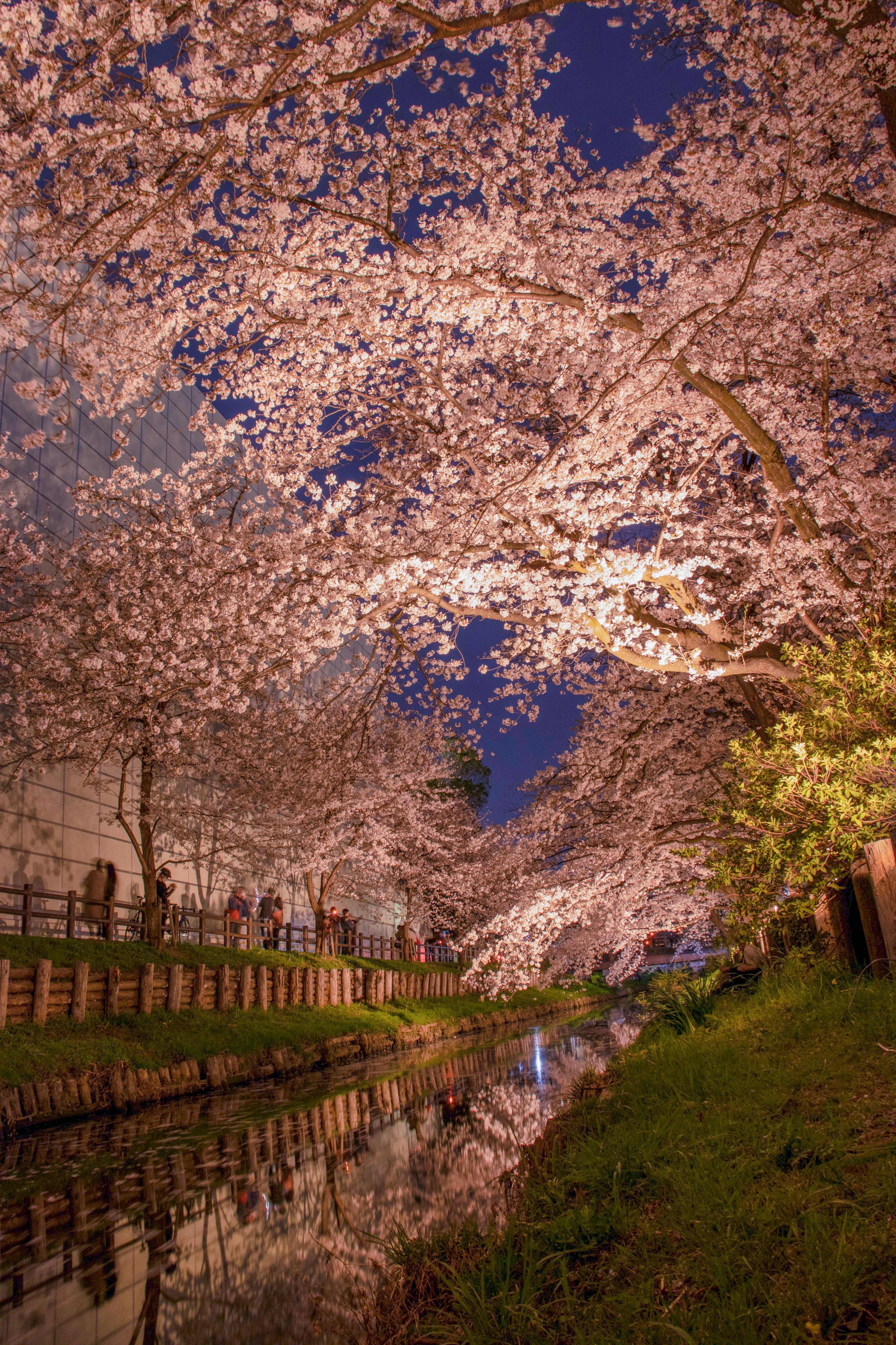 桜並木の続く小道と満開の花