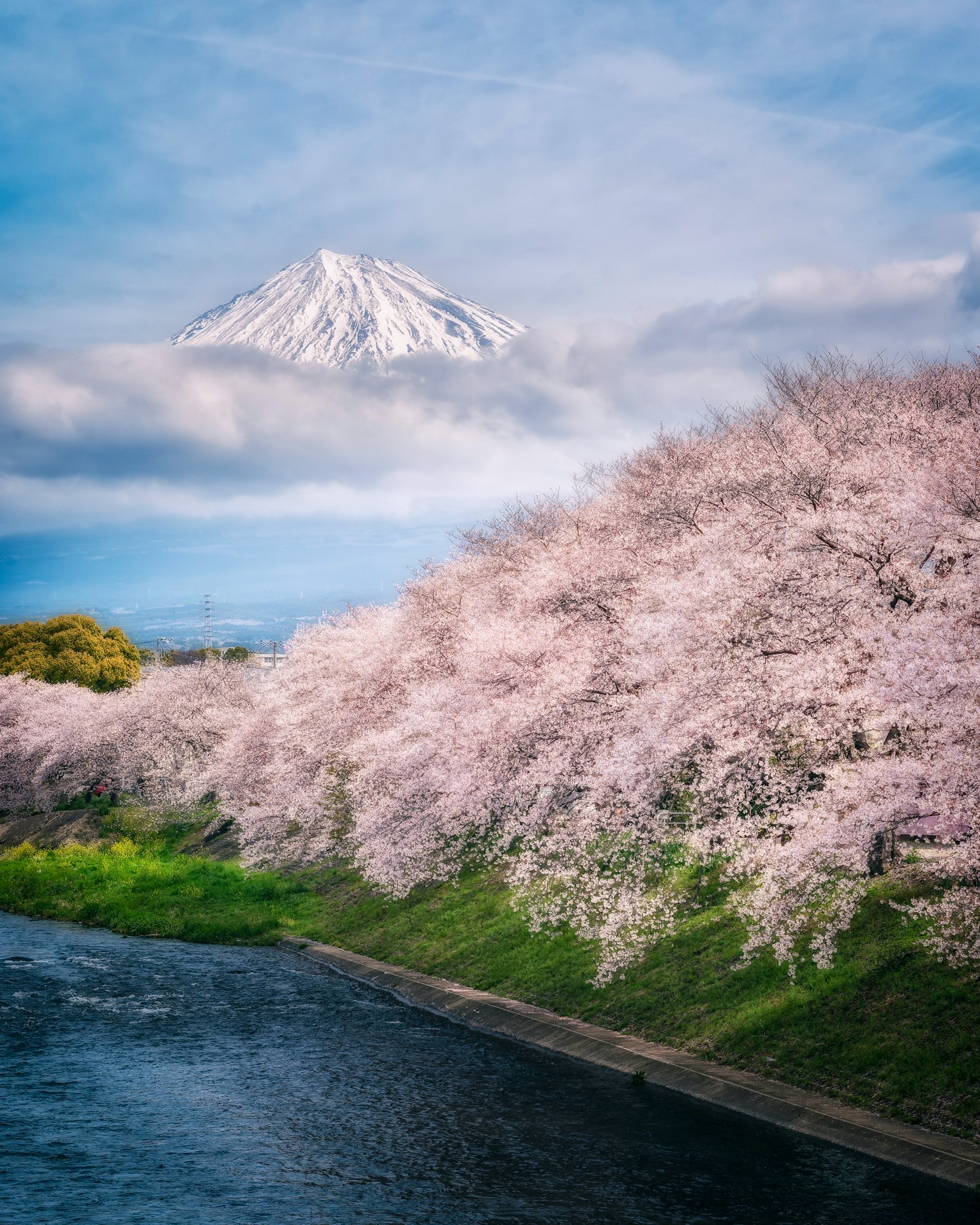 Hermoso paisaje con el Monte Fuji y cerezos en flor
