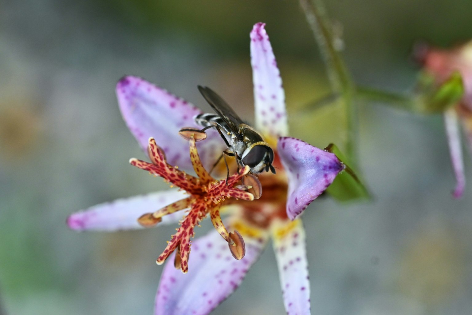 Photo en gros plan d'une abeille sur une fleur