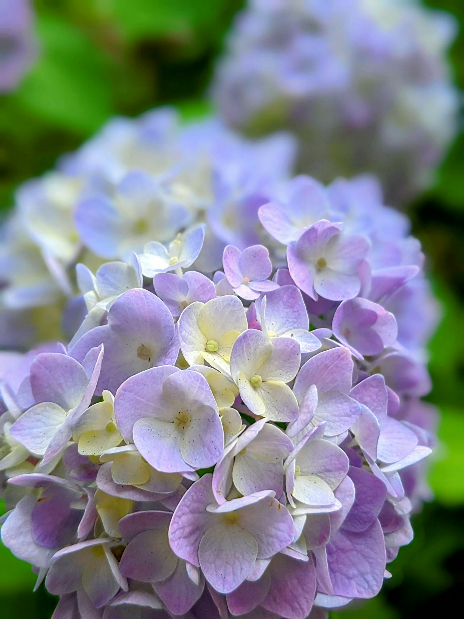 กลุ่มดอกไฮเดรนเยียสีม่วงอ่อนที่สวยงาม