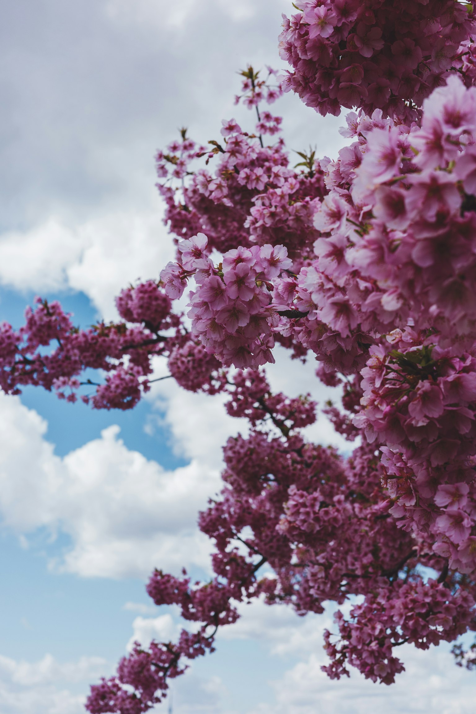 Acercamiento de hermosas flores rosas contra un cielo azul