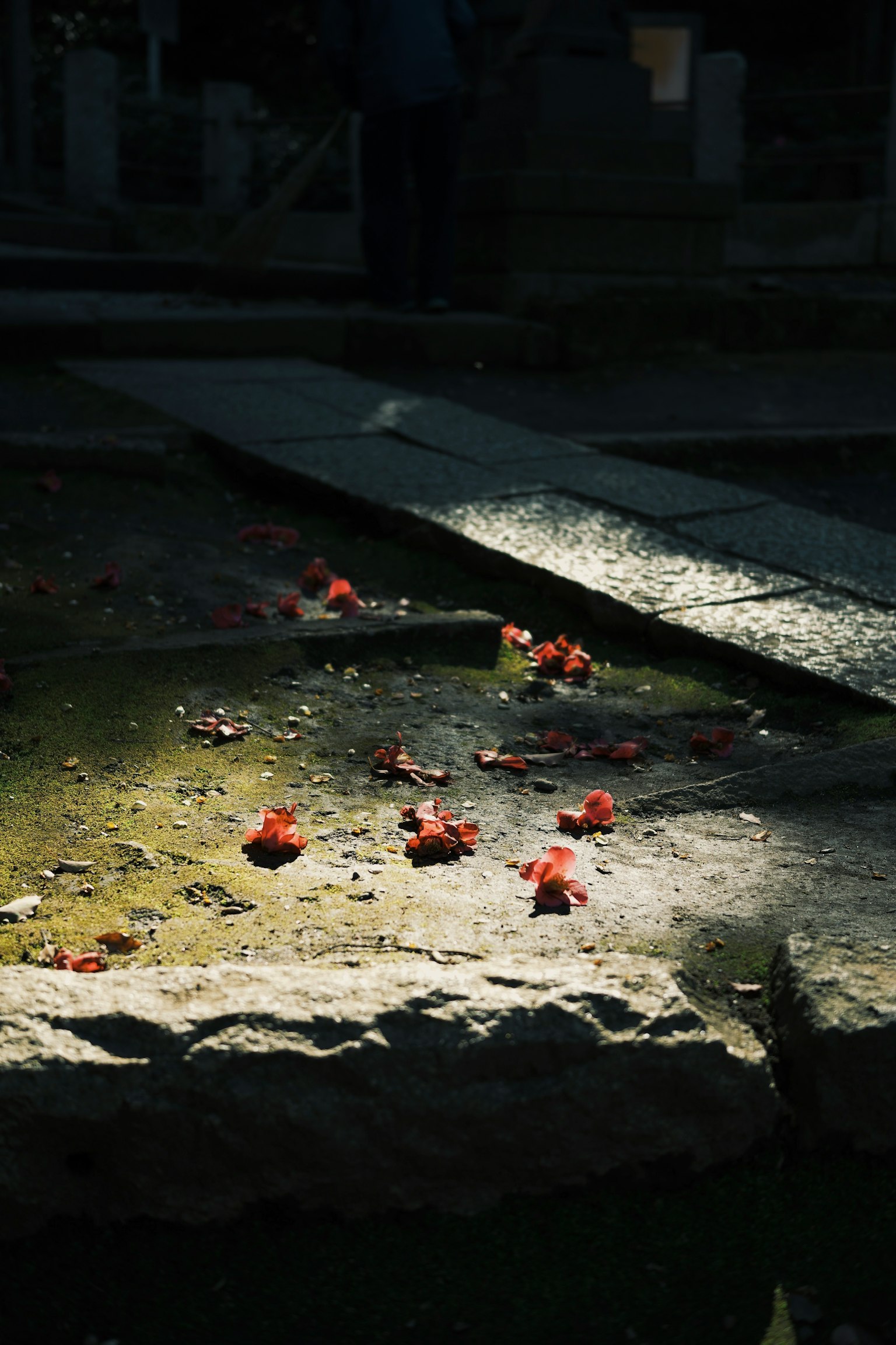陰影中散落著紅色花瓣的池塘景觀
