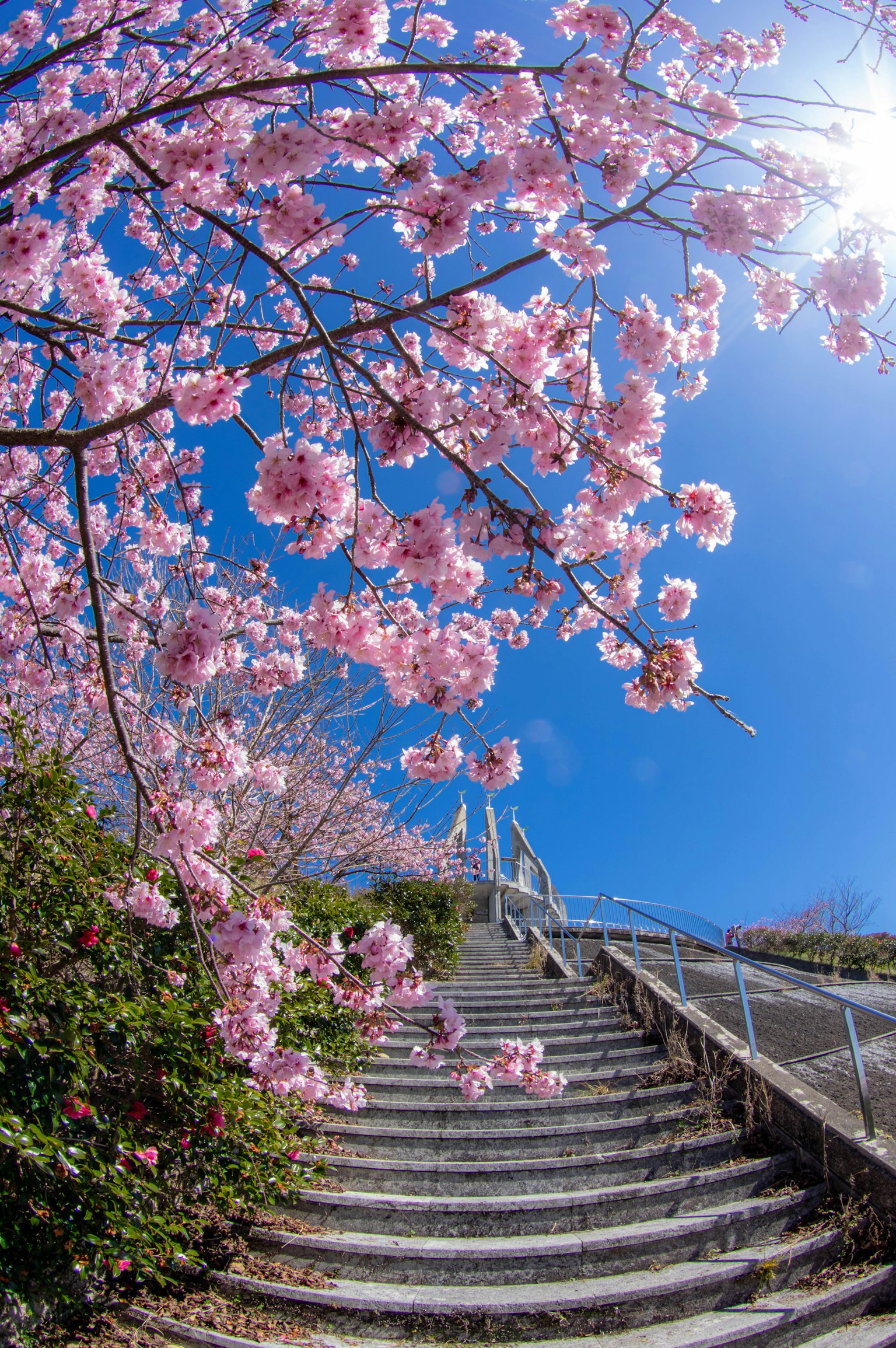 Kirschblütenbäume rahmen eine Treppe unter einem strahlend blauen Himmel