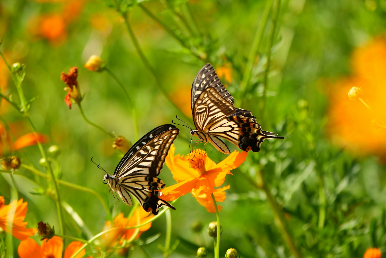 暗い背景にシンプルなデザインのグラフィック