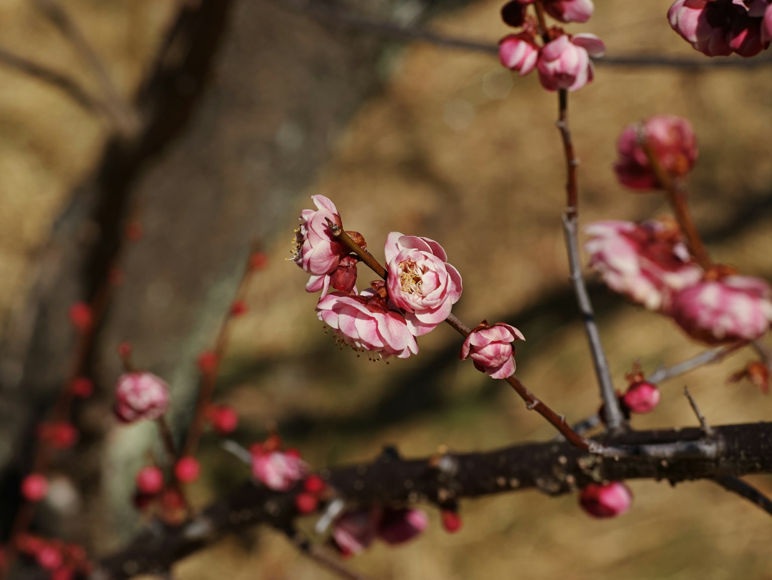 Fiori di prugna rosa e gemme su un ramo