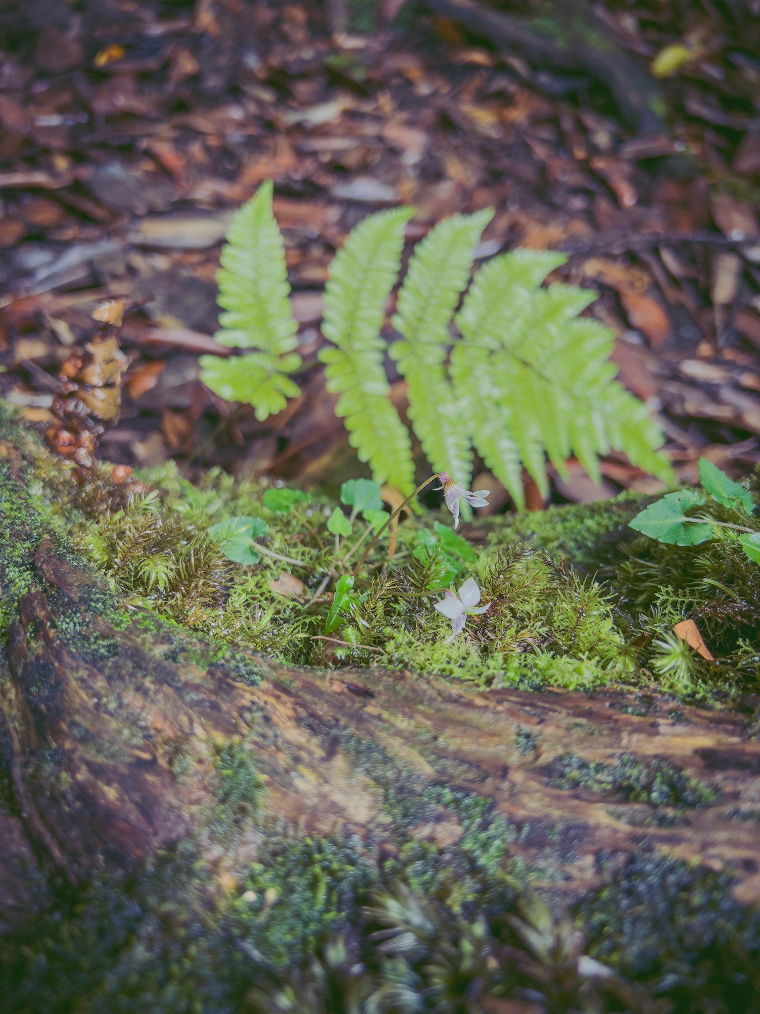綠色蕨類植物生長在森林地面上的苔蘚上