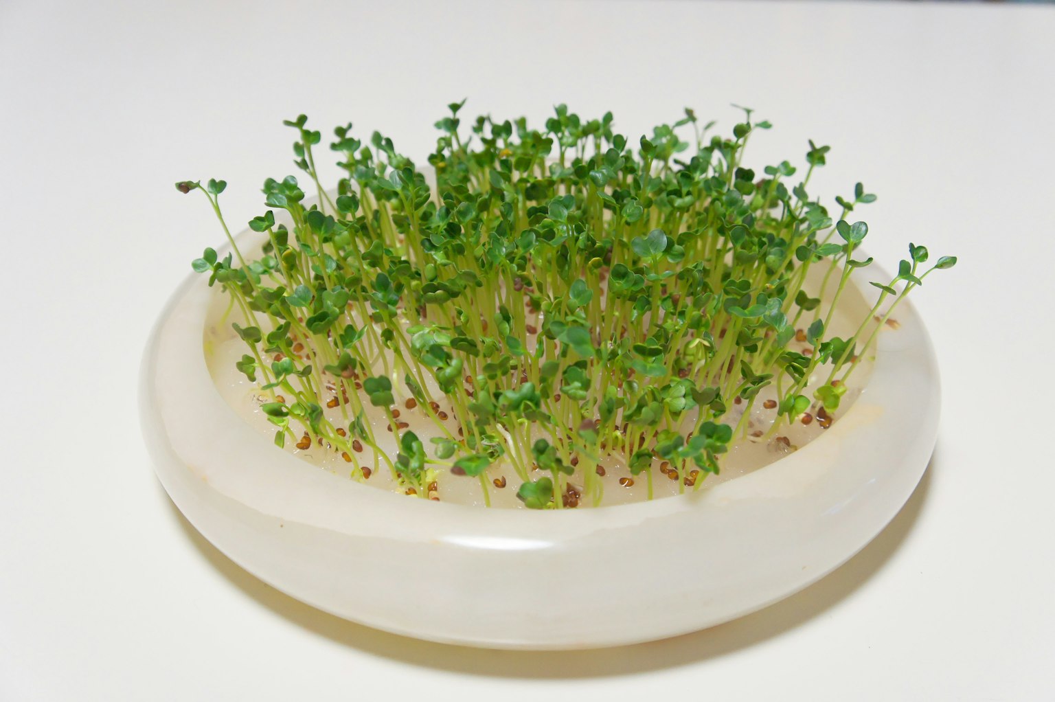 Germes verts dans un plat blanc