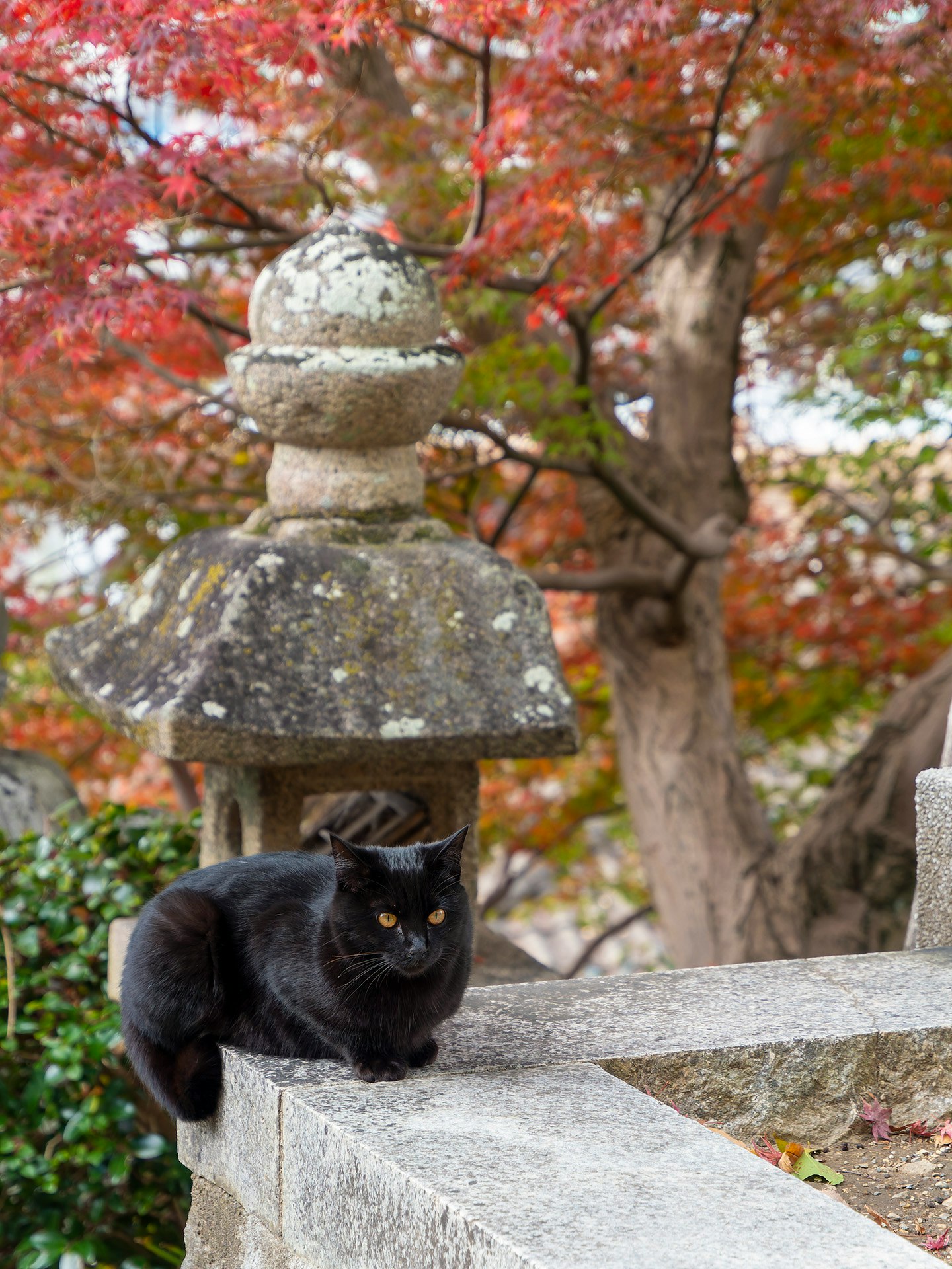 紅葉の神社で石灯籠の上にいる黒猫