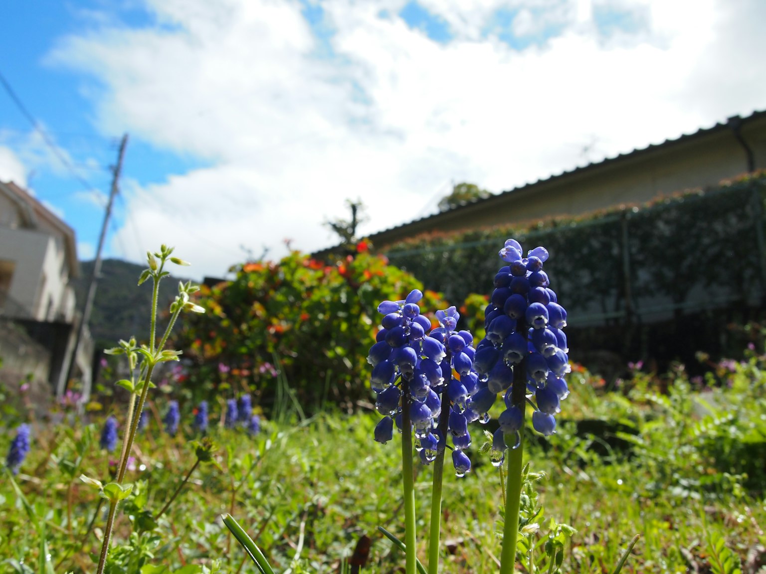 藍天下紫色花朵叢生的花園景象