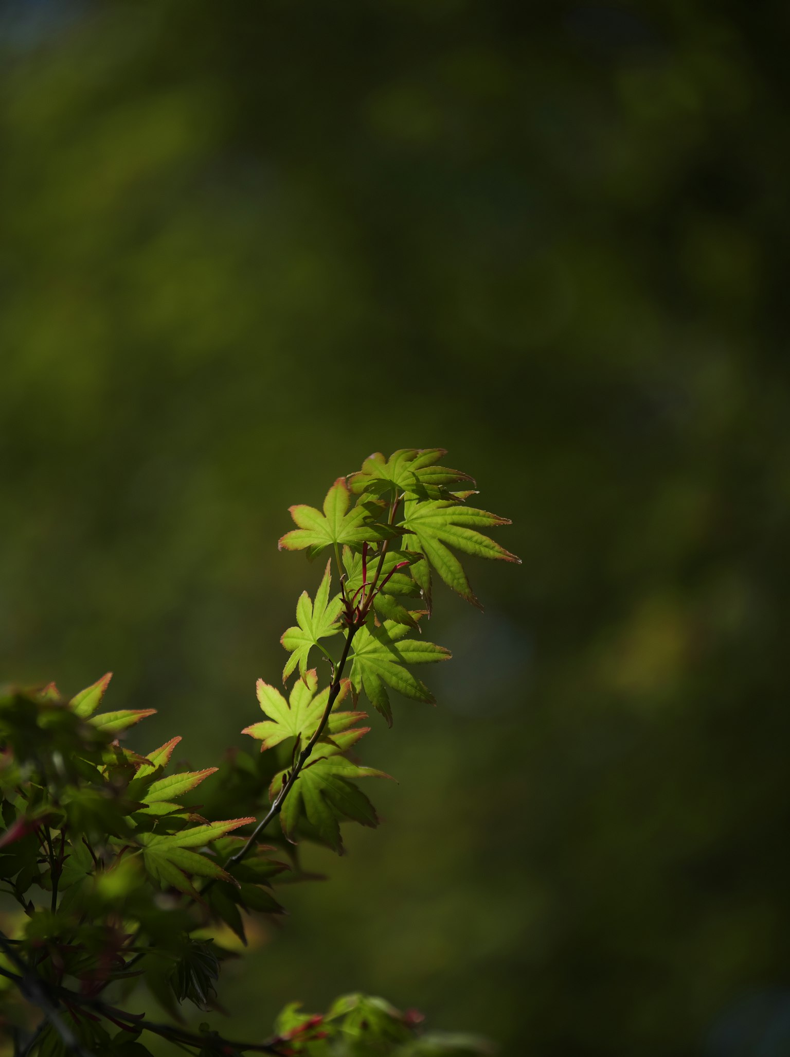 Close-up of green leaves with a blurred background