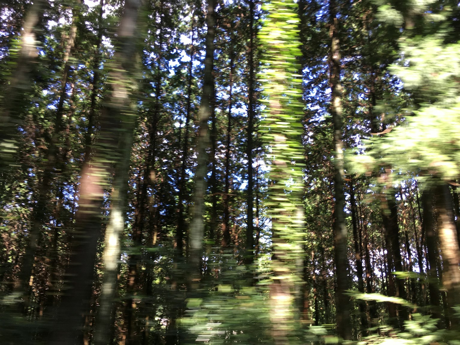 Vista di una foresta verdeggiante da una finestra di un'auto in movimento