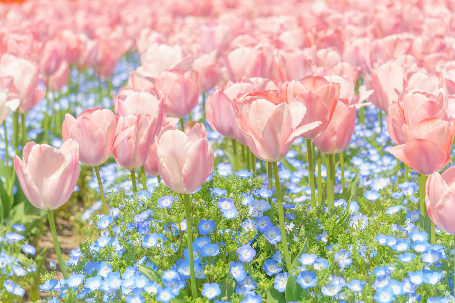 Un bellissimo paesaggio di tulipani rosa e fiori blu