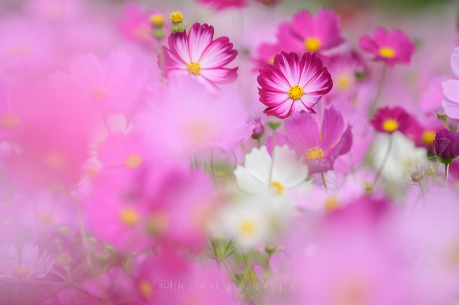 Eine lebendige Szene mit blühenden rosa Blumen mit zarten Blütenblättern und lebhaften Farben