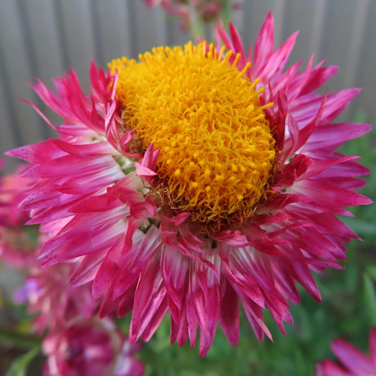 close-up of a vibrant pink daisy-like gerbera flower