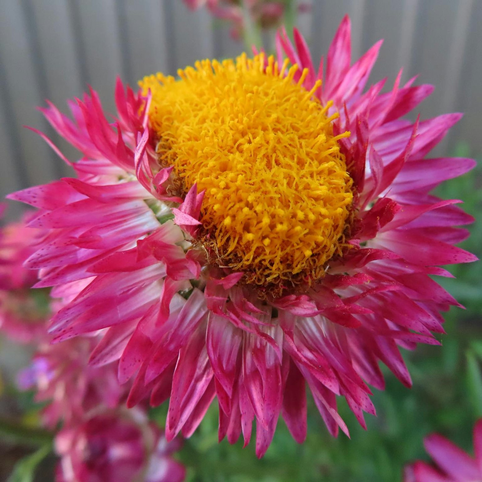 Vibrant pink petals with a bright yellow center flower