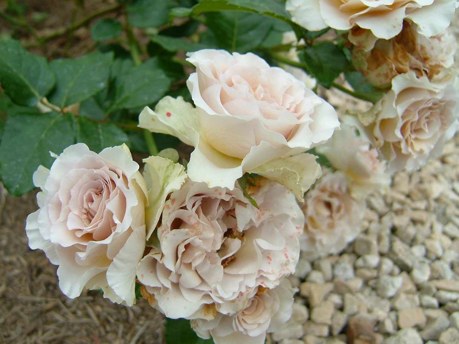 Racimo de rosas rosa pálido con pétalos suaves y hojas verdes