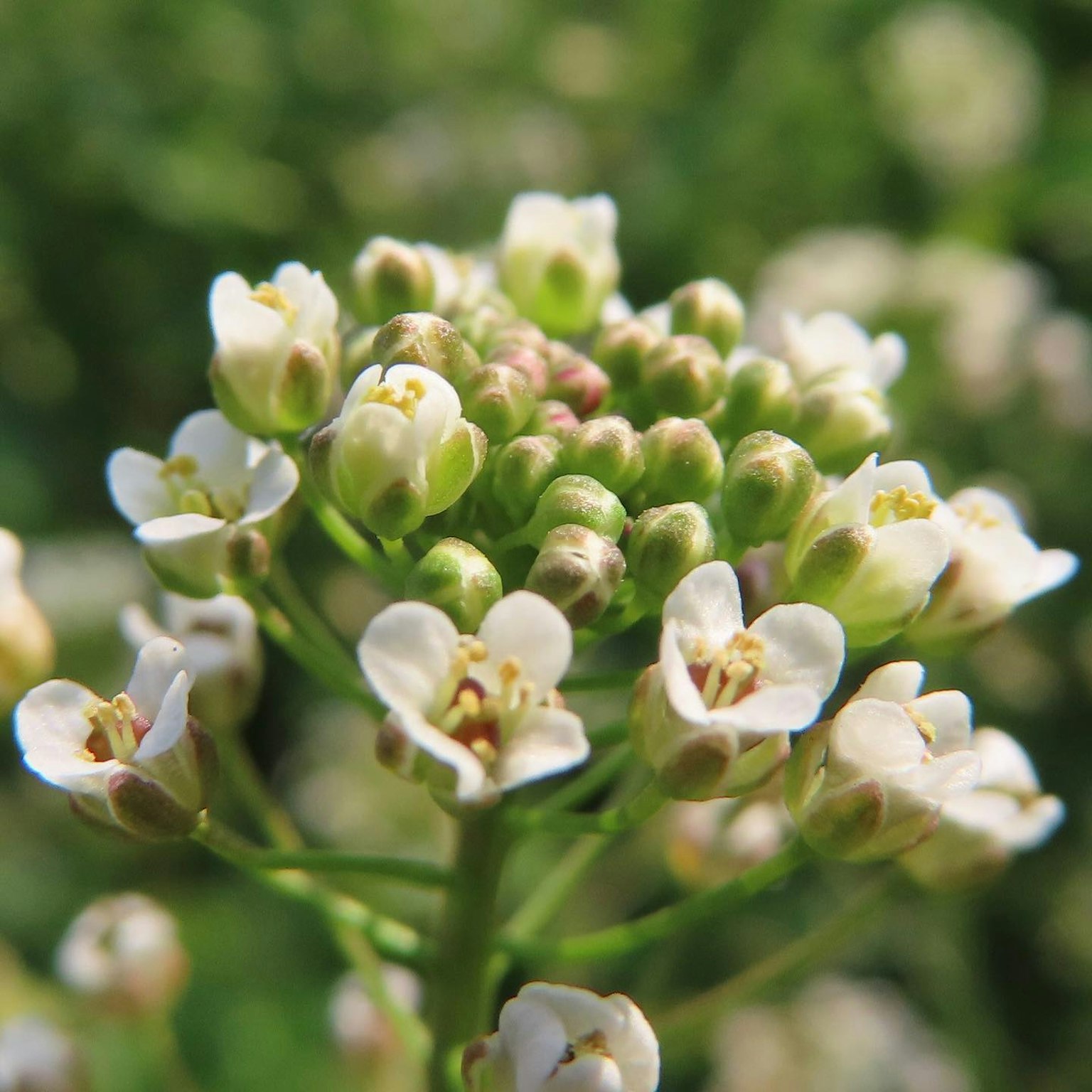 Photo en gros plan d'une plante avec des fleurs blanches
