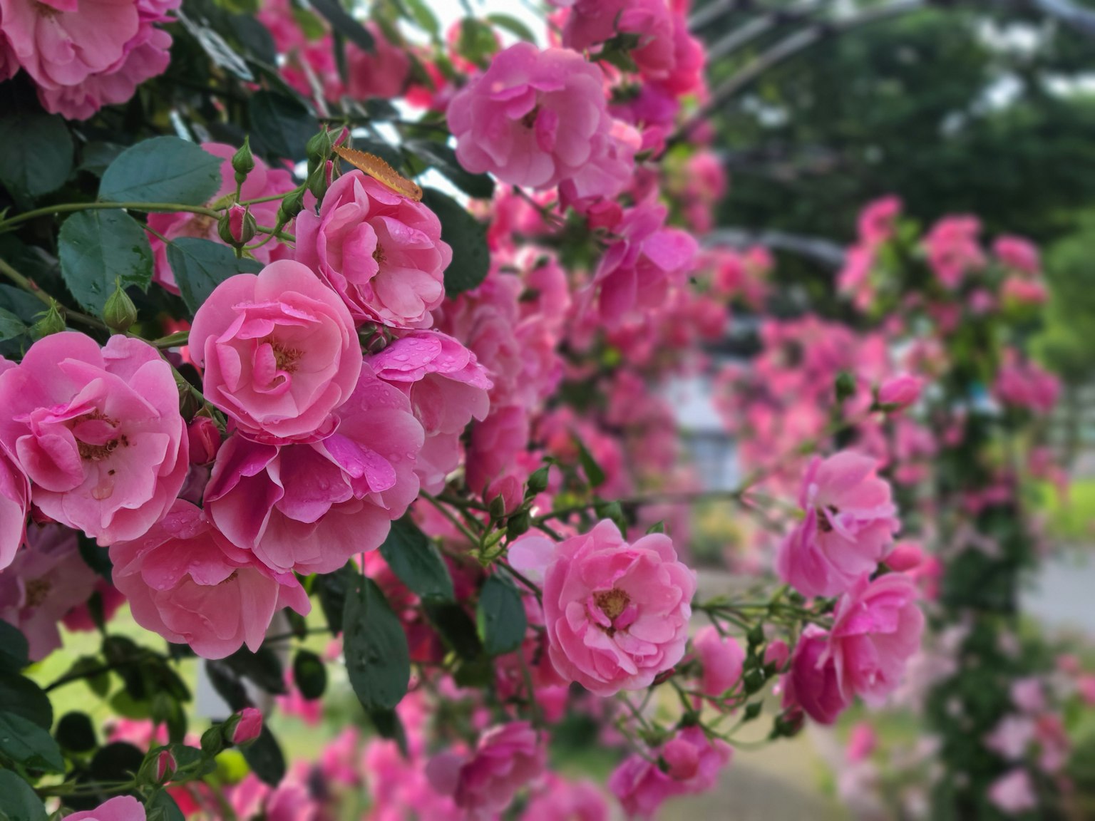 Mawar pink cerah yang mekar di taman rimbun