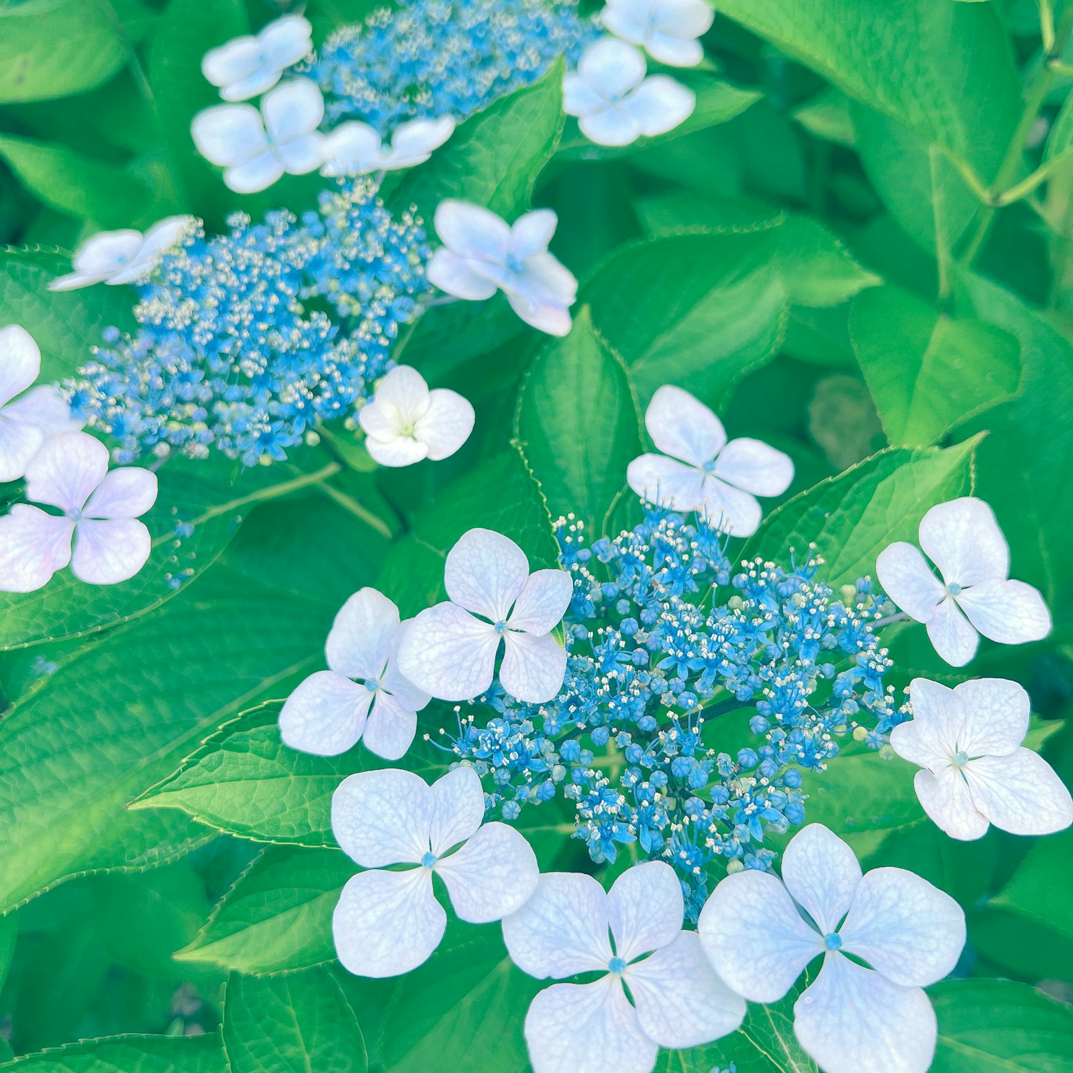 Groupe de magnifiques hortensias avec des fleurs bleues et blanches