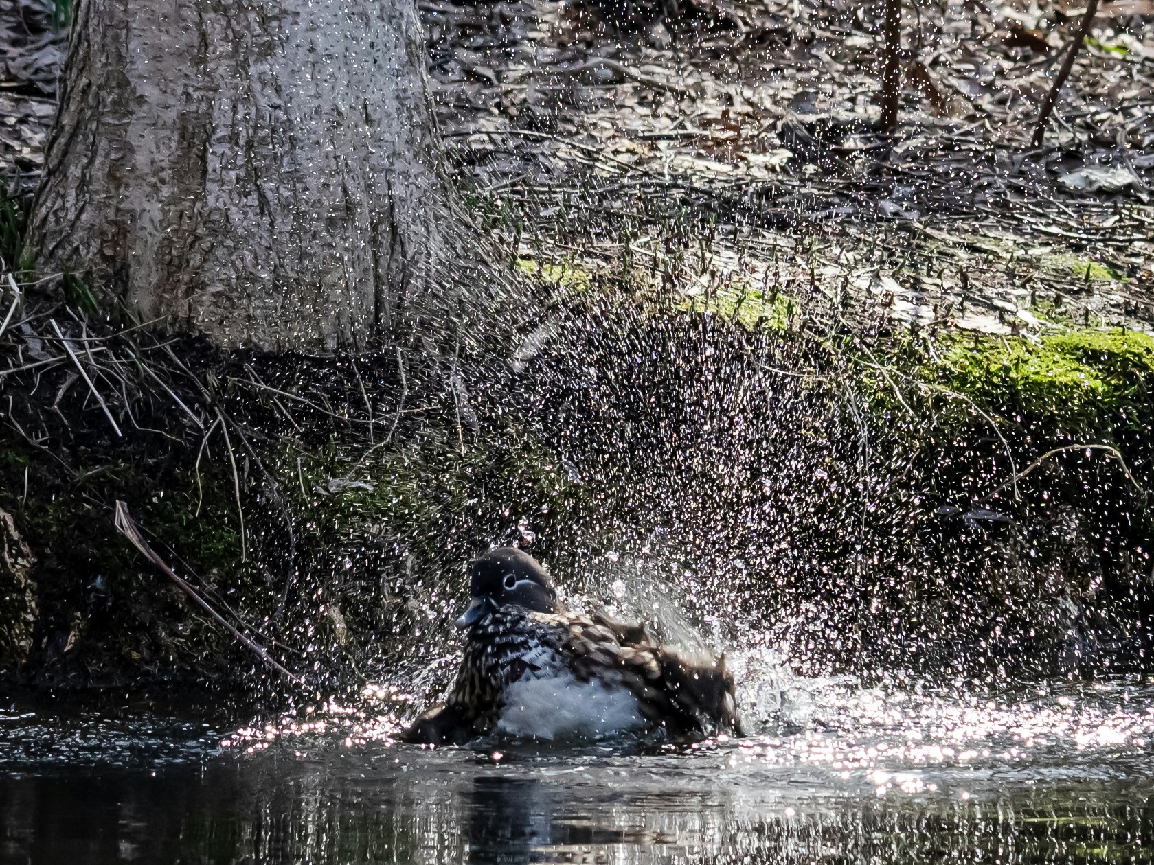 animal tipo nutria nadando y salpicando en el agua