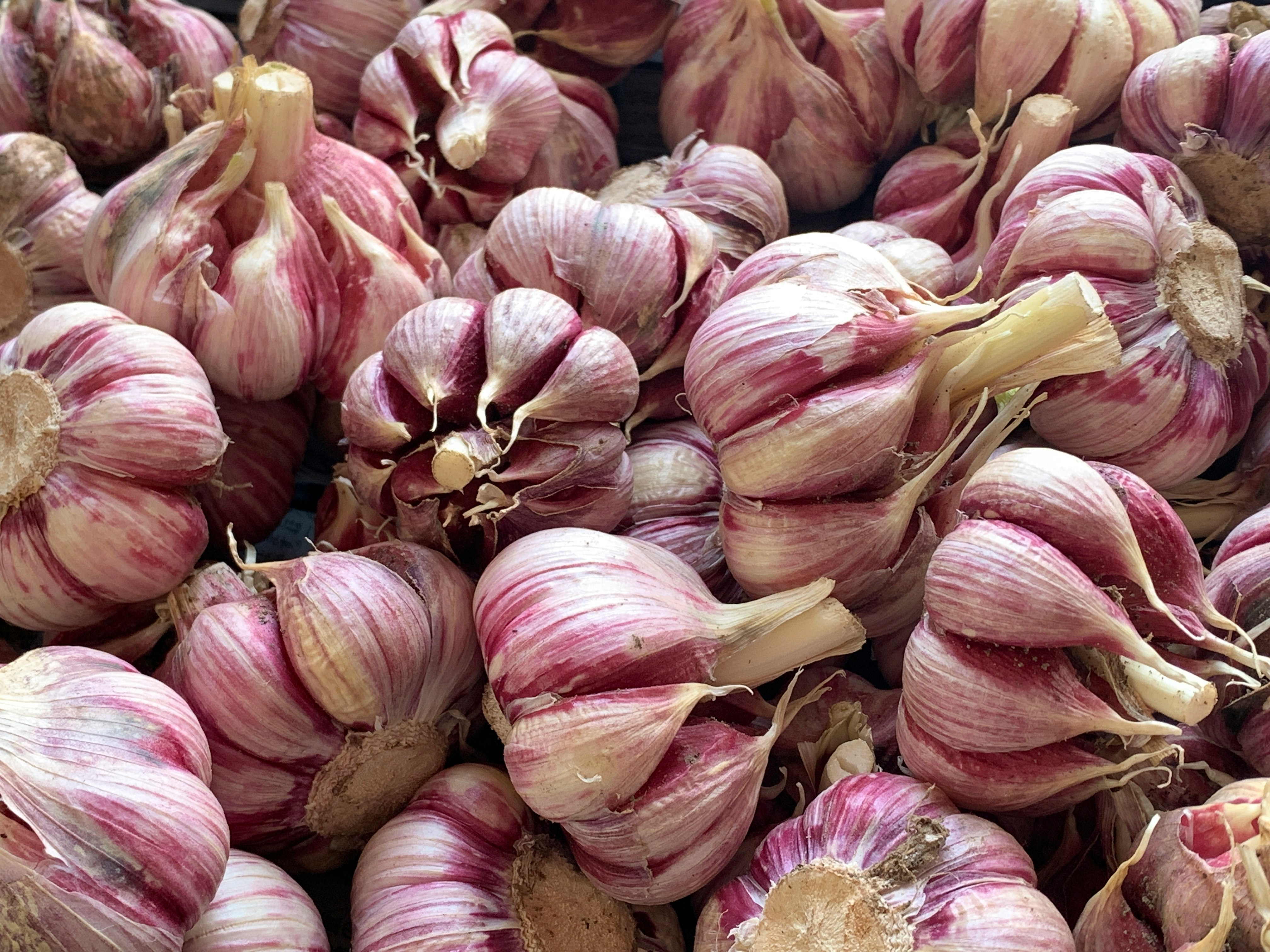 Tas de bulbes d’ail rayés violet
