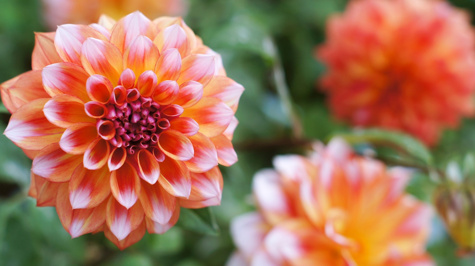 Primer plano de flores de dalia con pétalos naranjas
