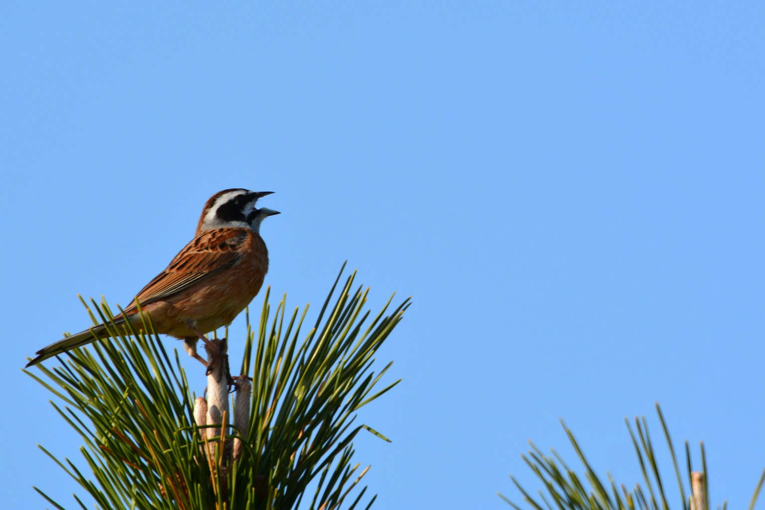 Ein Vogel, der auf einem Baum gegen einen blauen Himmel singt