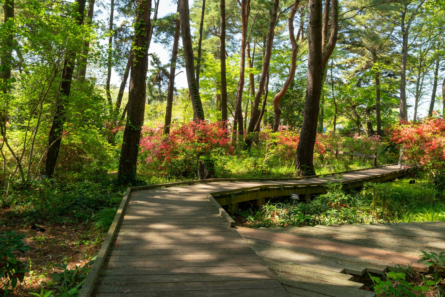 Wooden pathway surrounded by greenery and colorful flowers