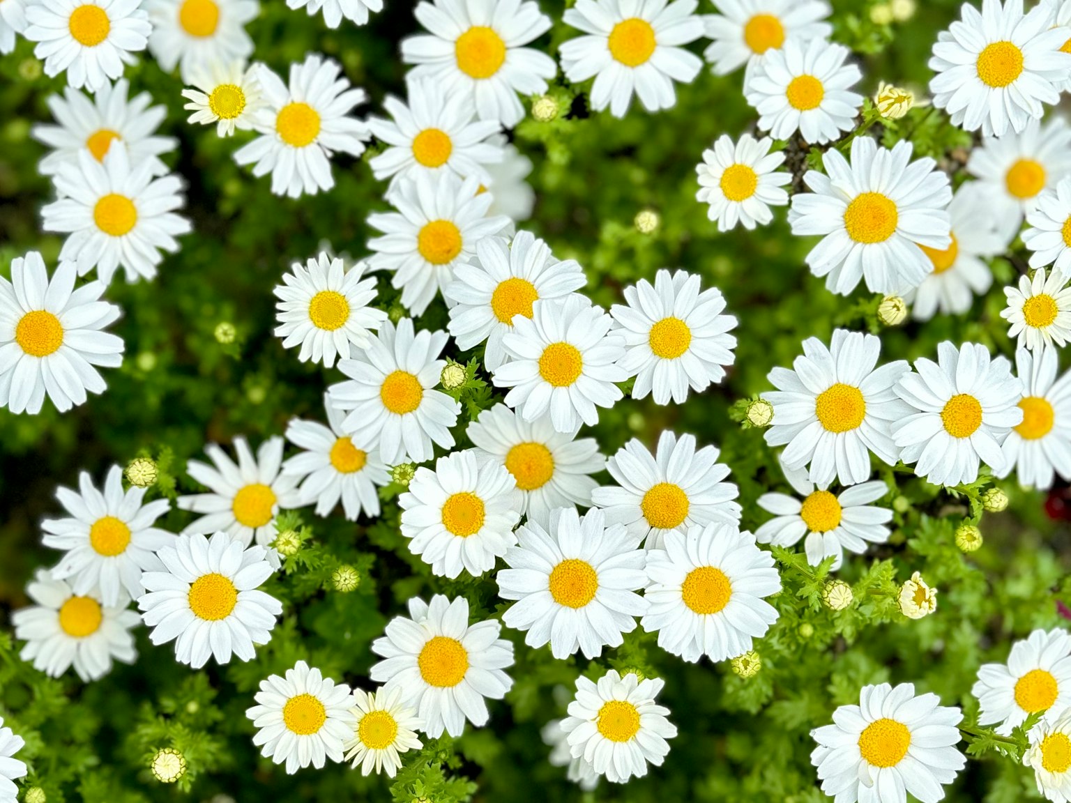 Un gruppo di margherite con petali bianchi e centri gialli