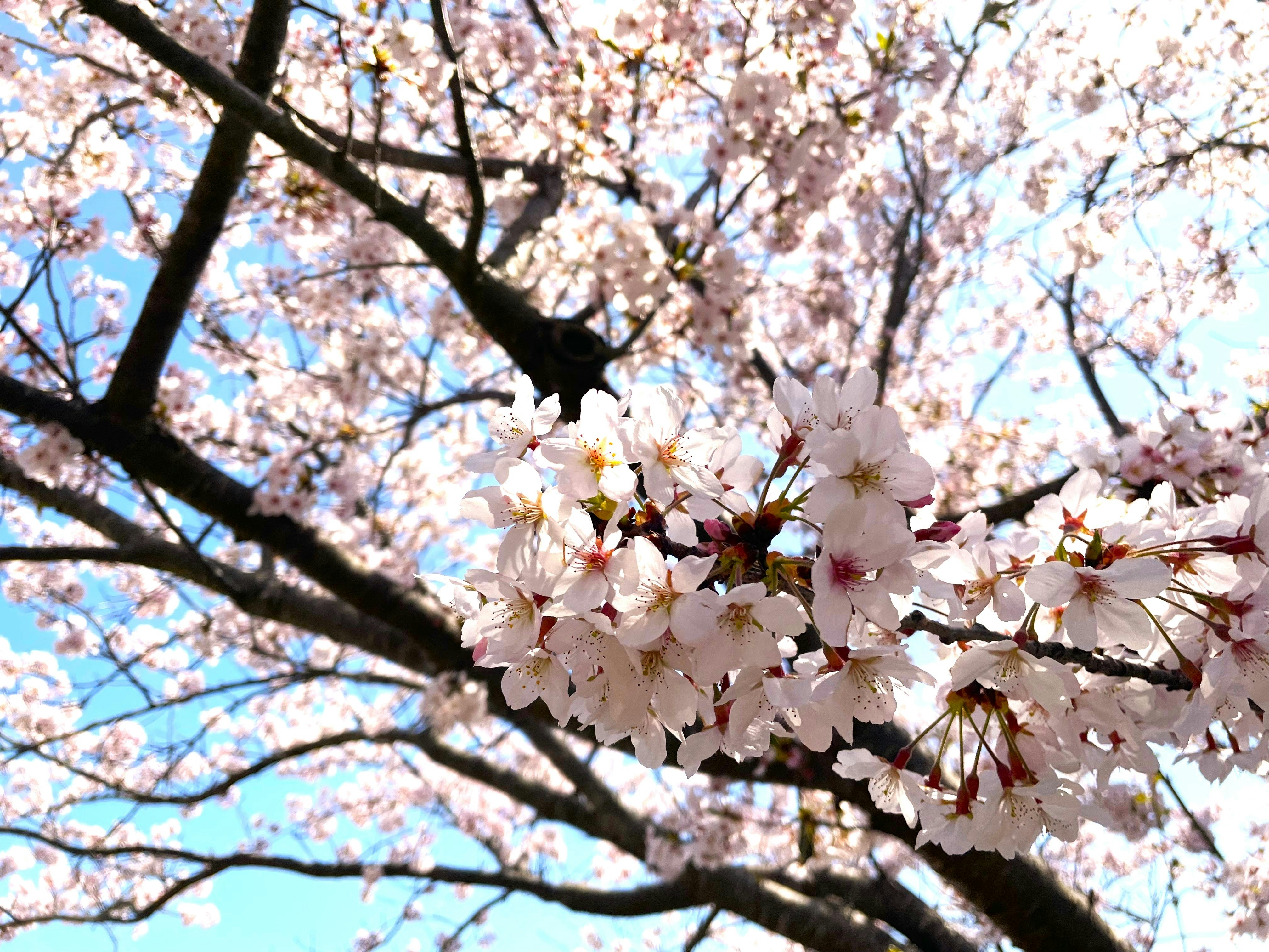 満開の桜の枝が空に広がる春の風景