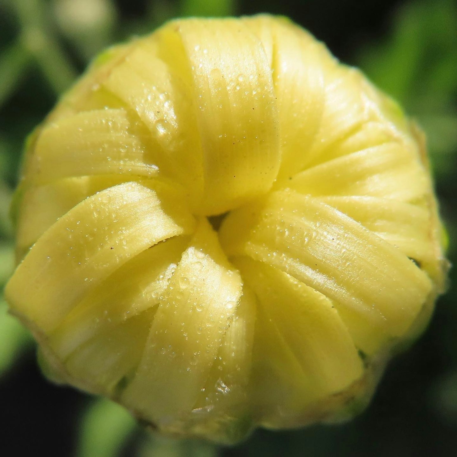Gros plan d'un bouton de fleur jaune montrant une structure de pétales complexe