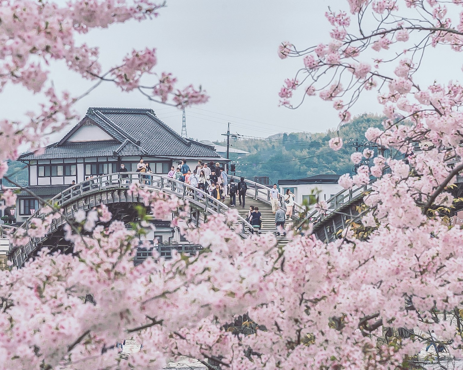Traditional Japanese building and bridge surrounded by blooming cherry blossoms