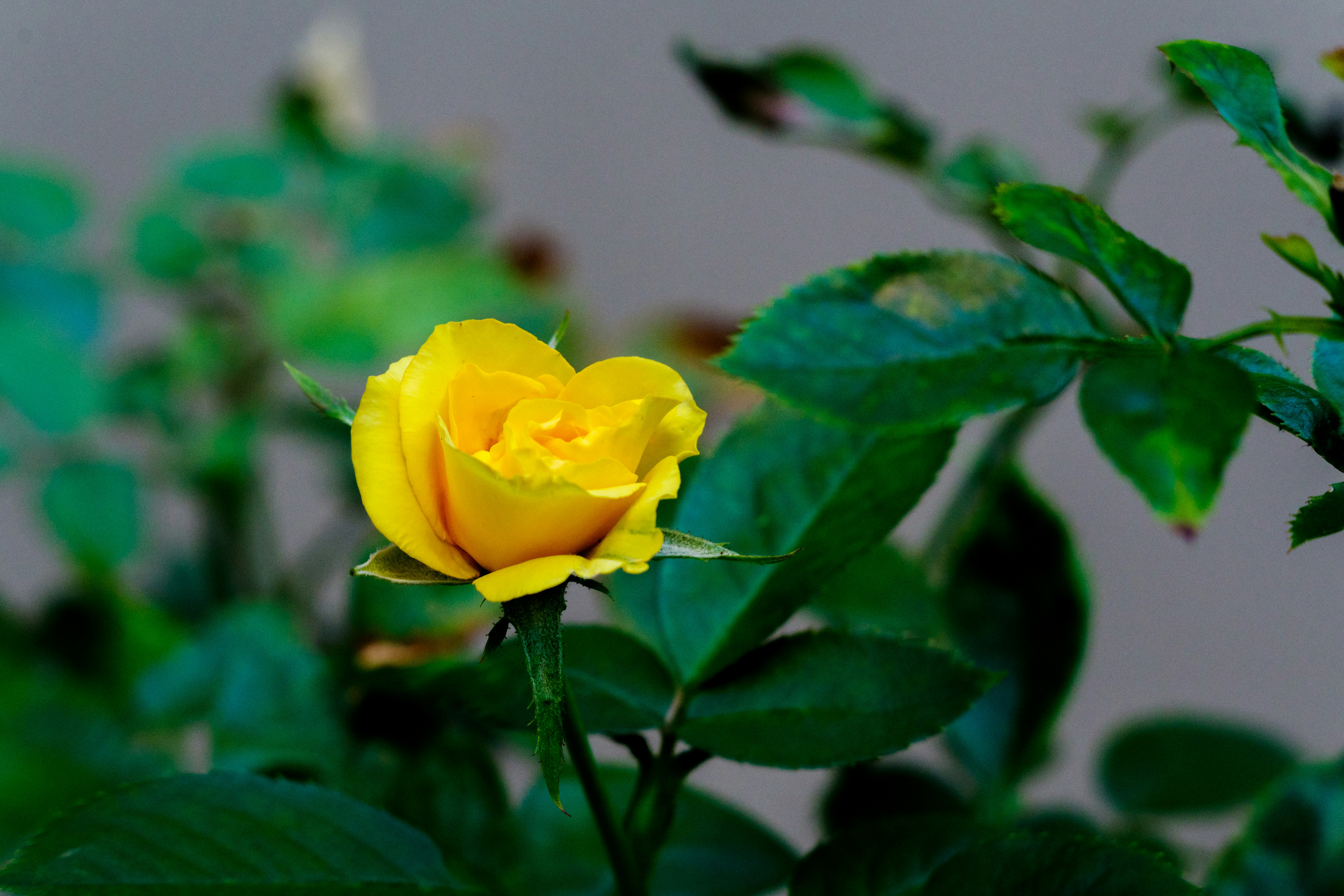黄色いバラの花と緑の葉が手前に映る花のクローズアップ
