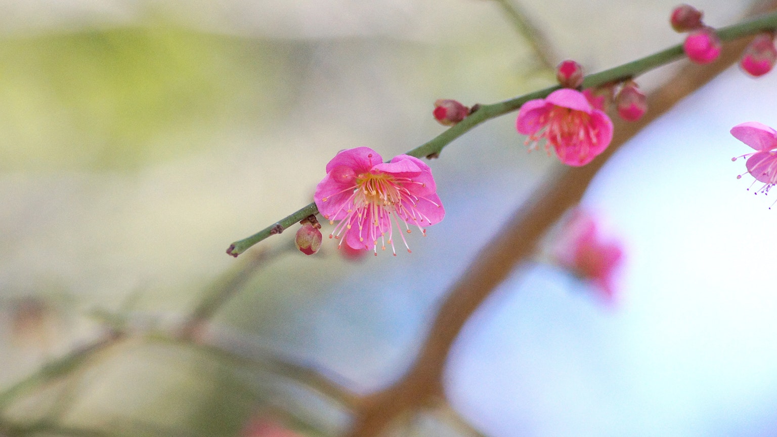 Nahaufnahme eines Zweigs mit rosa Blüten