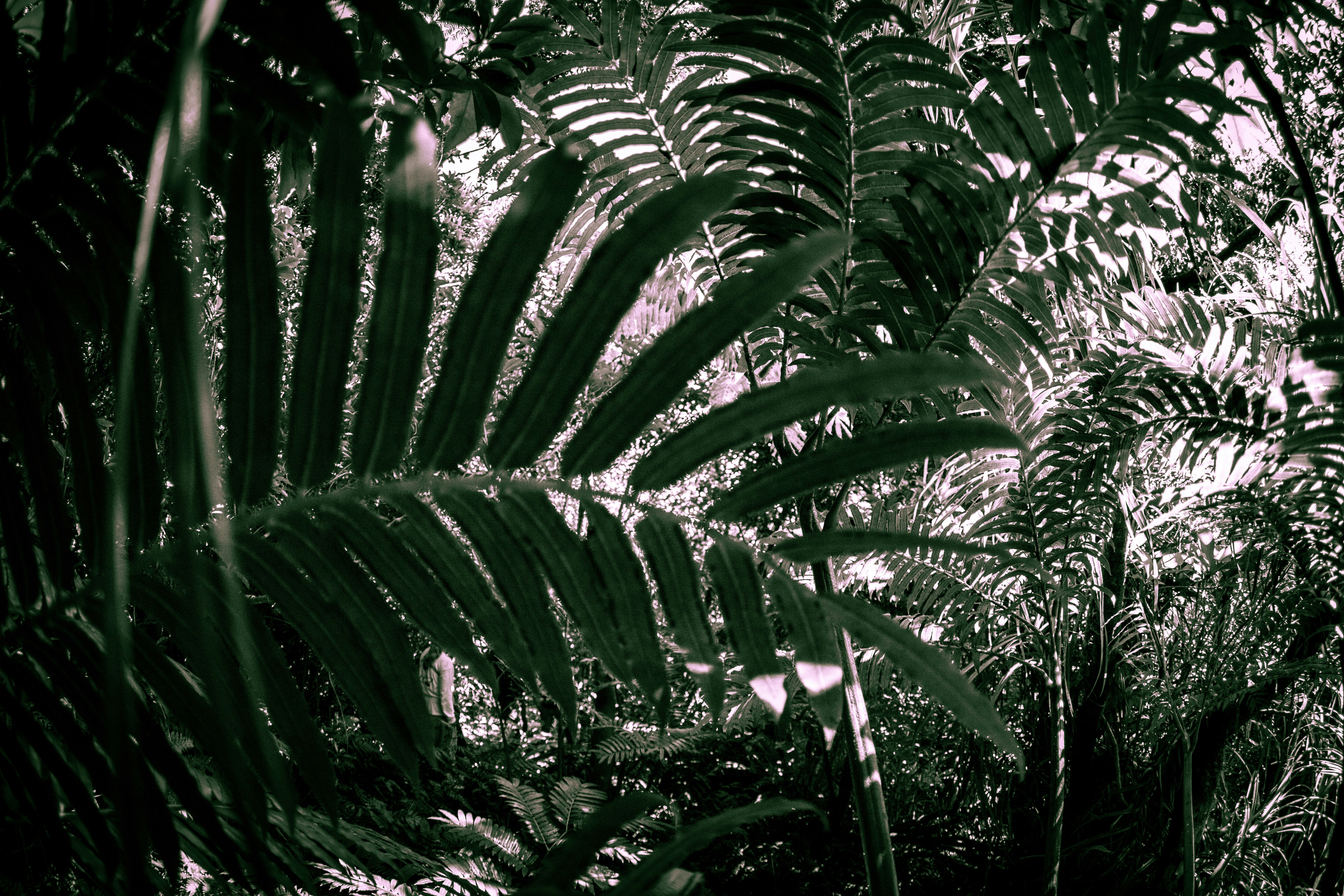 feuillage tropical dense aux feuilles superposées