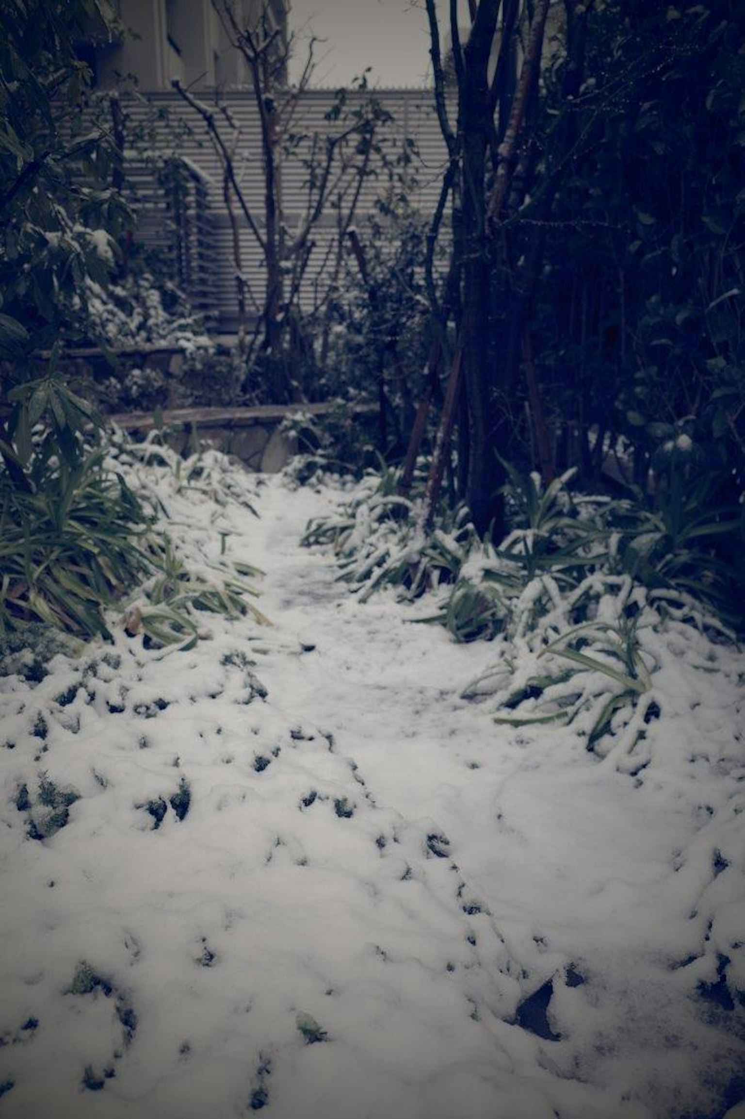 Snow-covered garden pathway with lush green plants