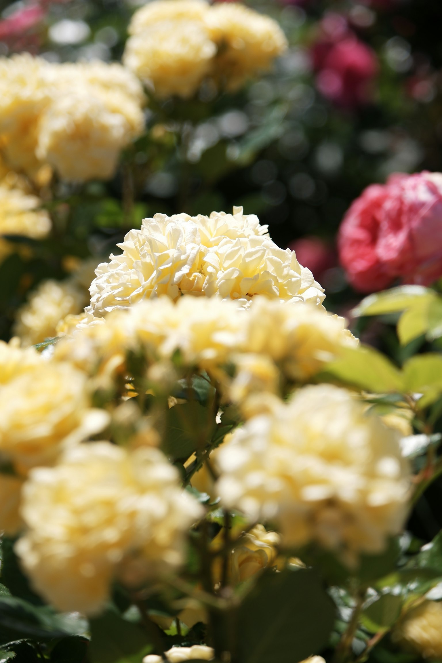 Fleurs jaunes en fleurs dans un jardin avec des fleurs roses en arrière-plan
