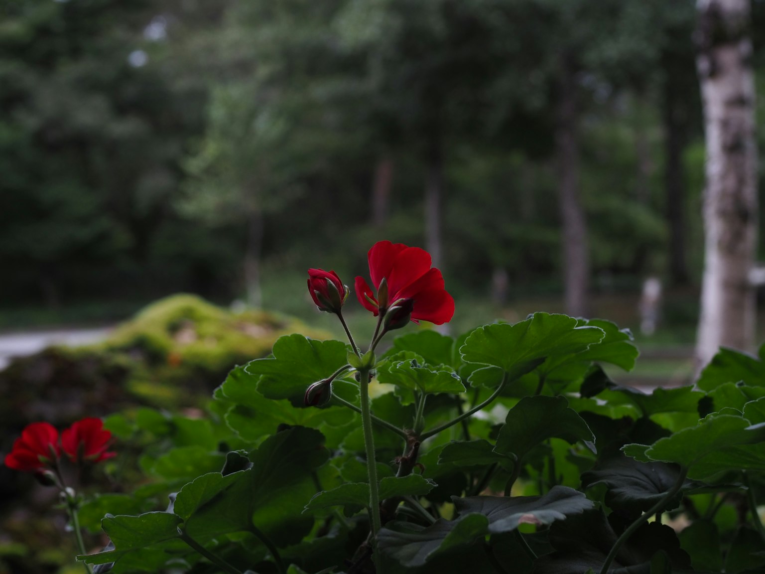 Primer plano de flores rojas rodeadas de hojas verdes