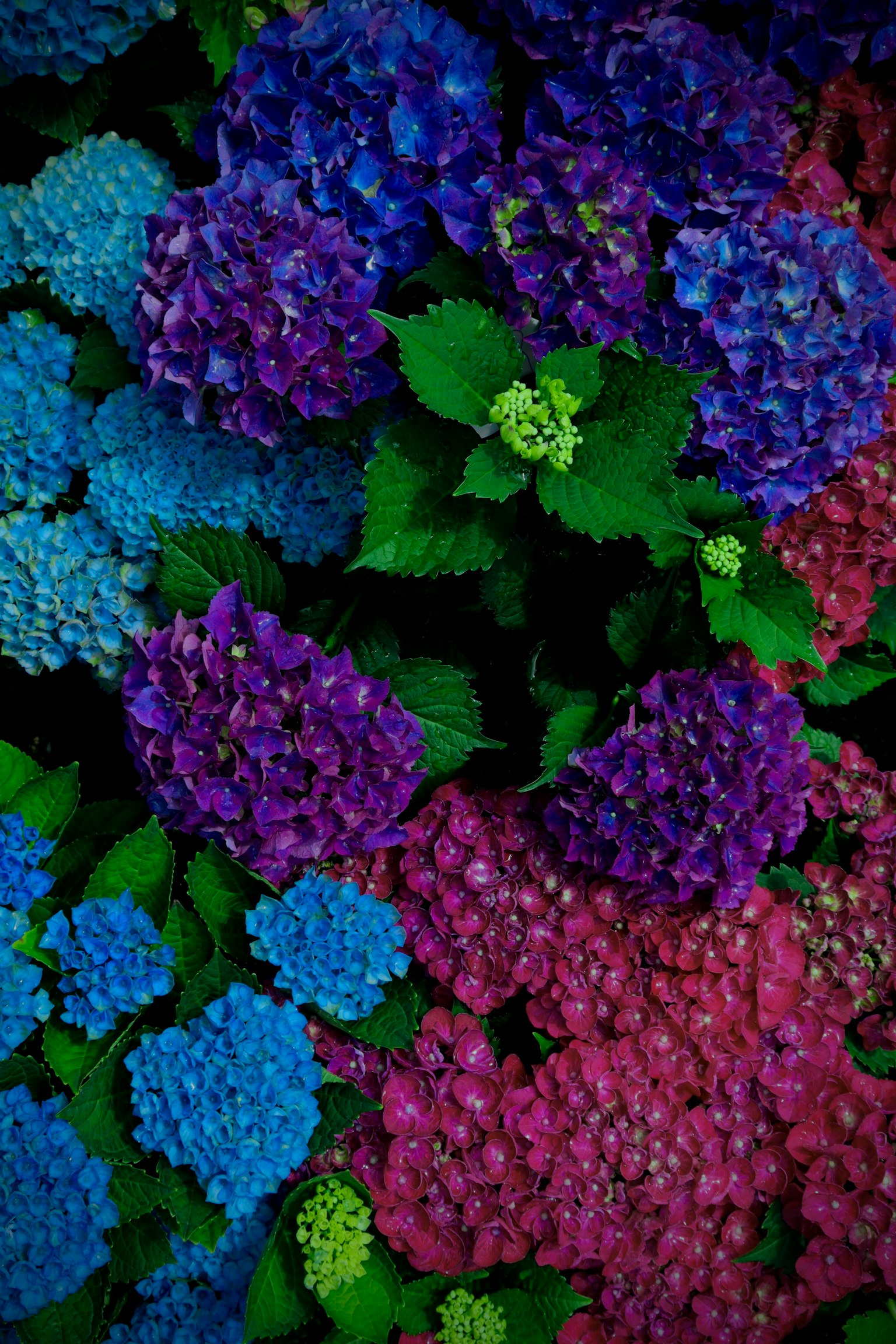 Un vivace insieme di fiori di ortensia blu e viola raggruppati
