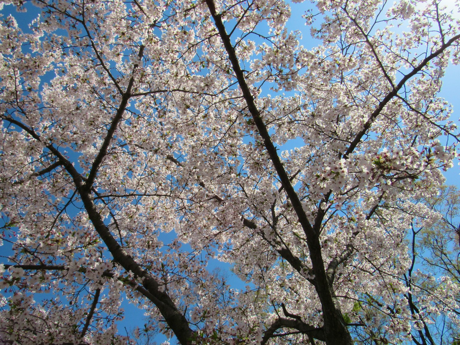 Vista di alberi di ciliegio in fiore sotto un cielo azzurro
