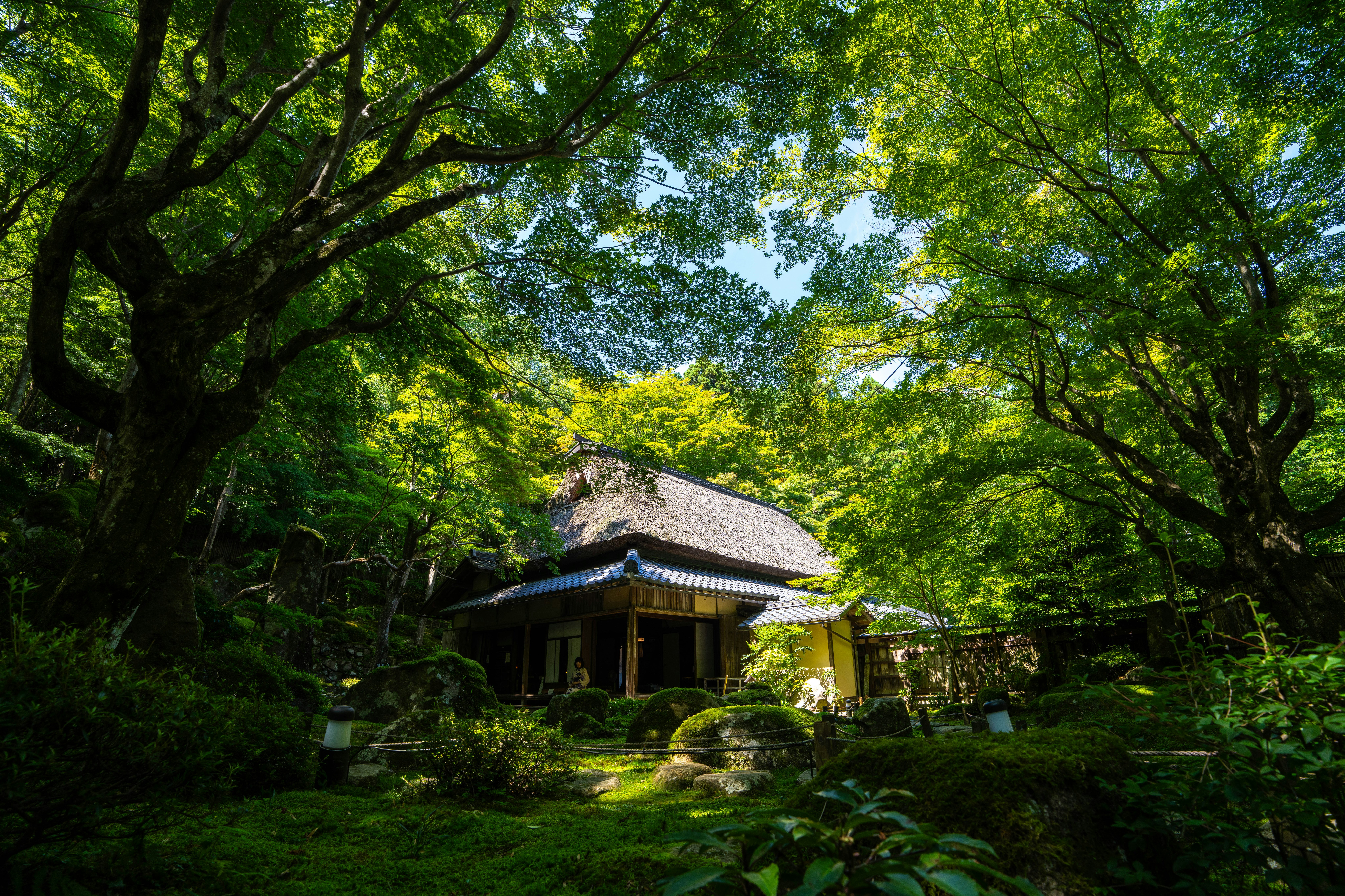 夏の教林坊の緑に囲まれた寺院の庭園
