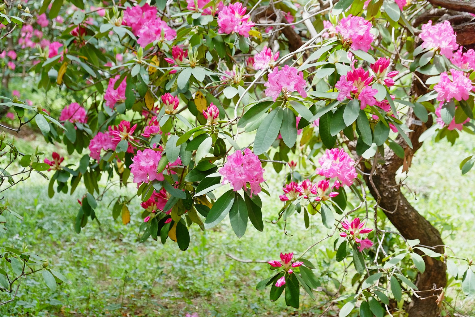 Branche d'un rhododendron avec des fleurs roses en fleurs