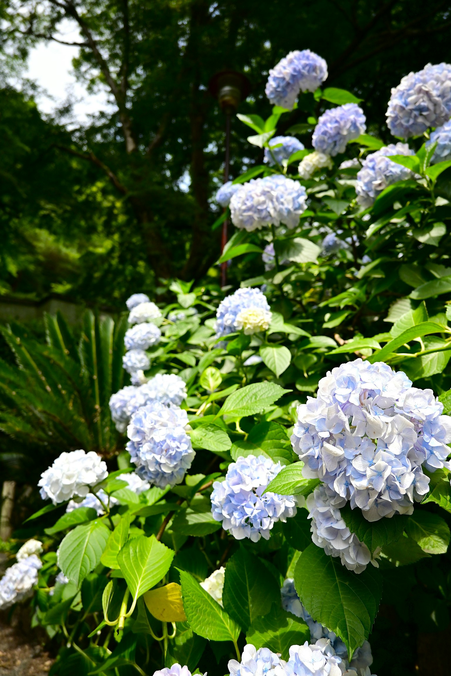 Une scène de jardin avec des hortensias bleus en fleurs entourés de feuilles vertes luxuriantes