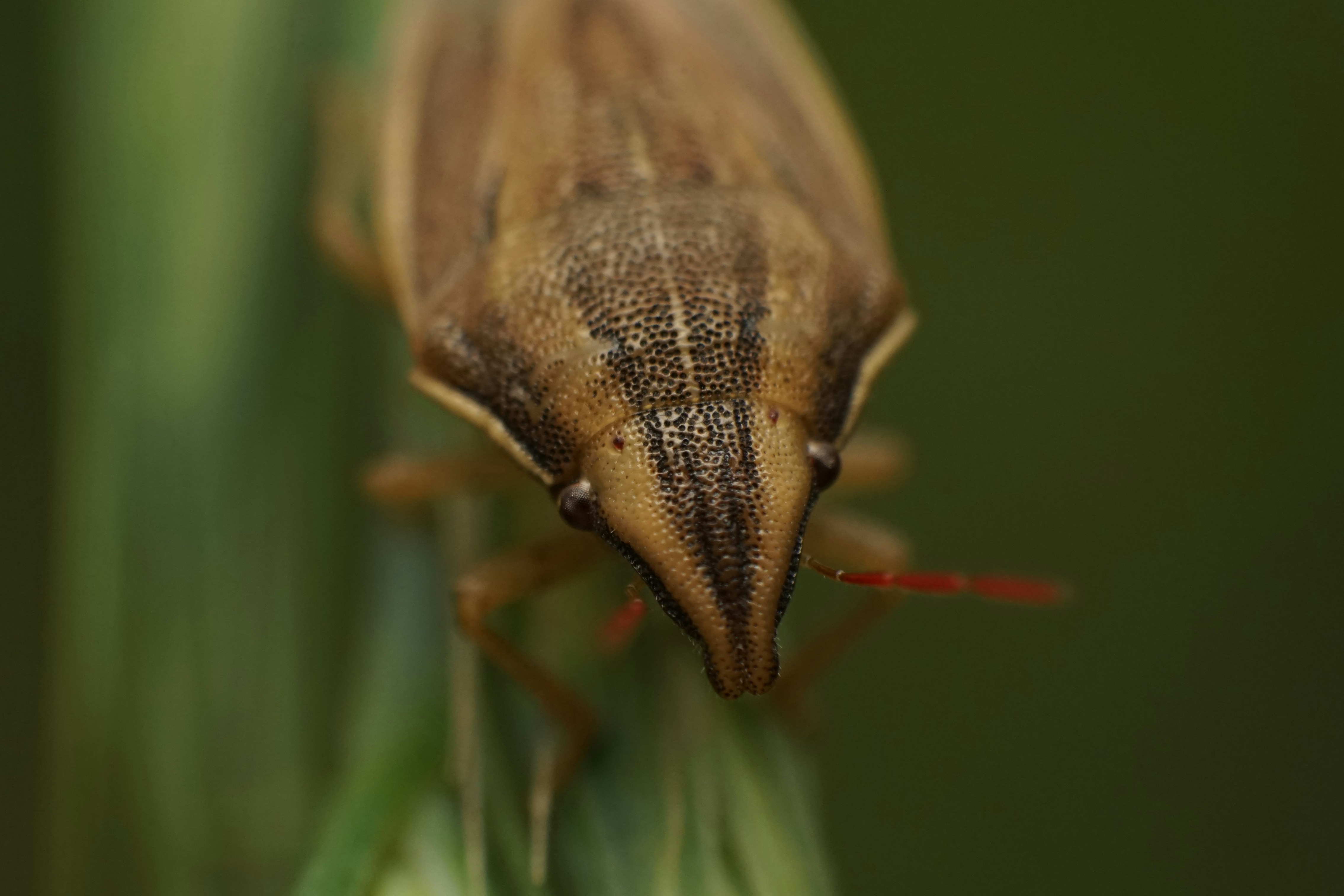 Gros plan sur un insect